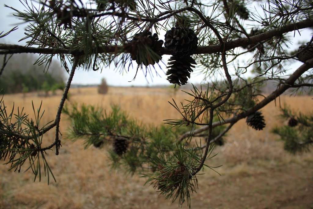 Piedmont Prairie Trail - McDowell Nature Preserve | 12600 4 Horse Rd, Charlotte, NC 28278, USA | Phone: (980) 314-1128