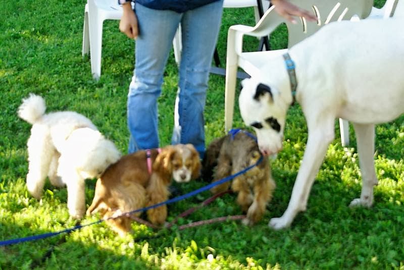 Pets Here & Now Pet Sitting and Dog Walking Services | 249 Lake Dr, South Hamilton, MA 01982, USA | Phone: (978) 468-9513