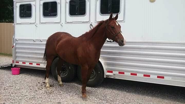 Farrell Livestock Trailers | 520 NW 16th St, Newcastle, OK 73065 | Phone: (405) 245-0633