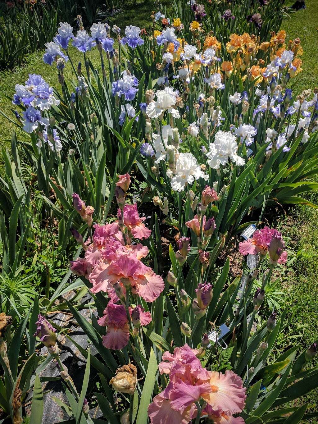 Comanche Acres Iris Gardens | 12421 SE State Route 116, Gower, MO 64454, USA | Phone: (816) 424-6436