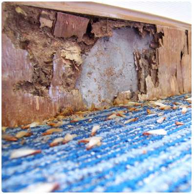 Massey Services Pest Prevention | 3705 US Hwy 98 S Suite 3, Lakeland, FL 33813, USA | Phone: (863) 668-8737