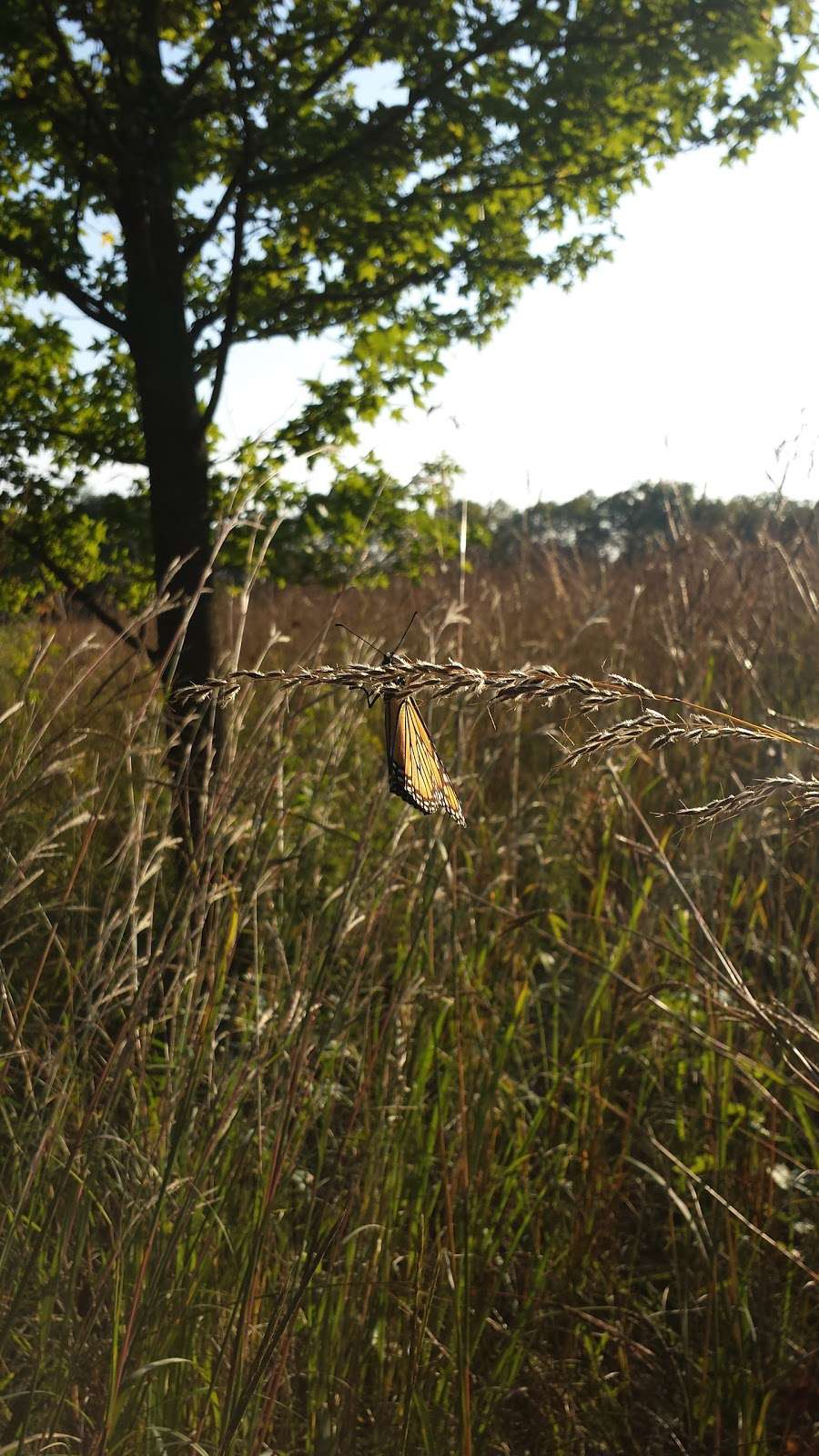 White River Greenway | 13410 River Rd, Carmel, IN 46045, USA | Phone: (317) 848-7275