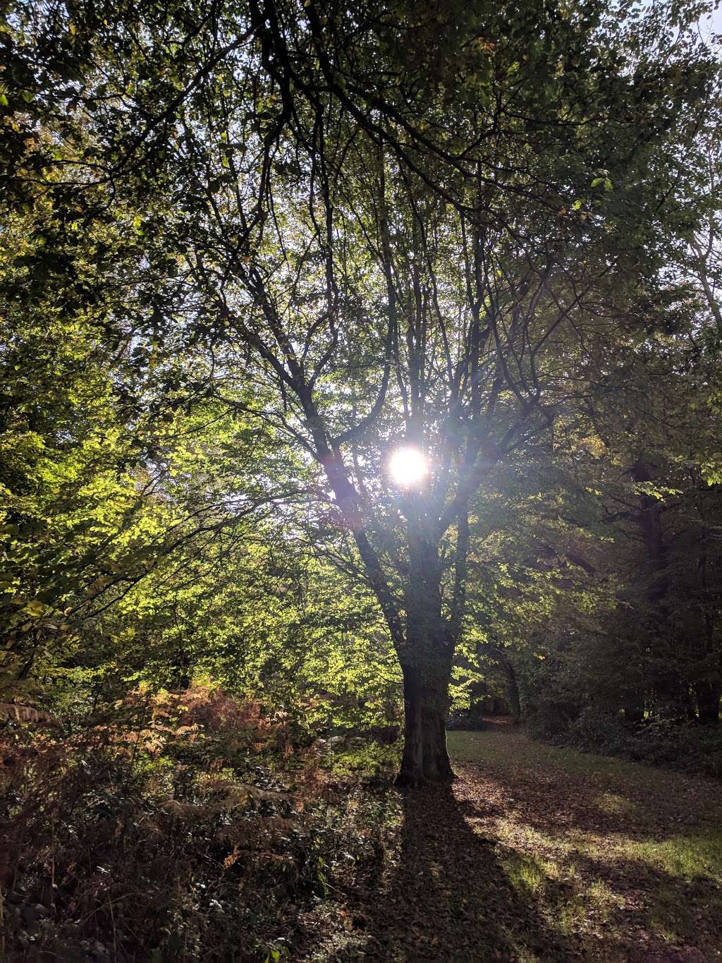 Nightless Copse B & B | Rusper Rd, Capel, Dorking RH5 5HE, UK | Phone: 01306 713247