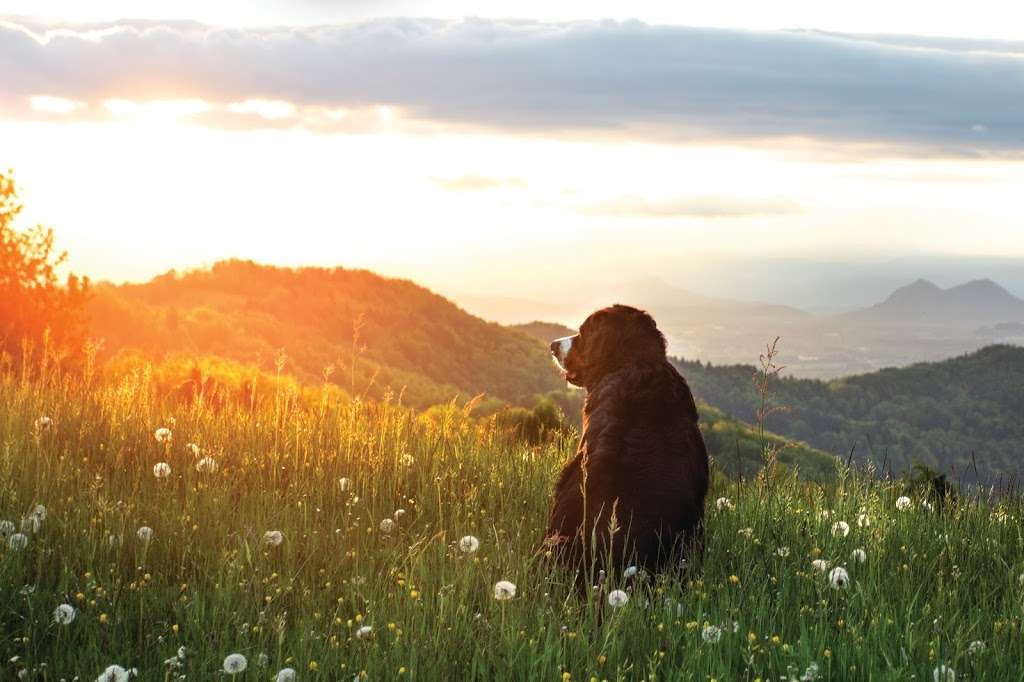 Circle of Life Pet Cremation Services | CU1, 8116 Indian Peaks Ave, Frederick, CO 80516, USA | Phone: (720) 507-8323