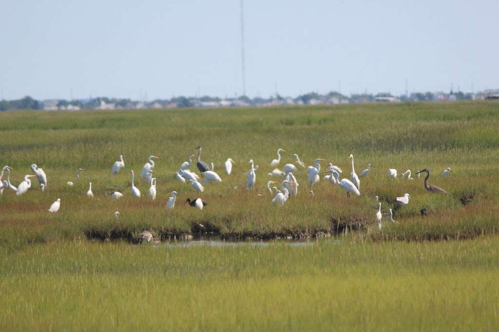 Birding By Boat on the Osprey | 1212 Wilson Dr, Cape May, NJ 08204 | Phone: (609) 898-3500