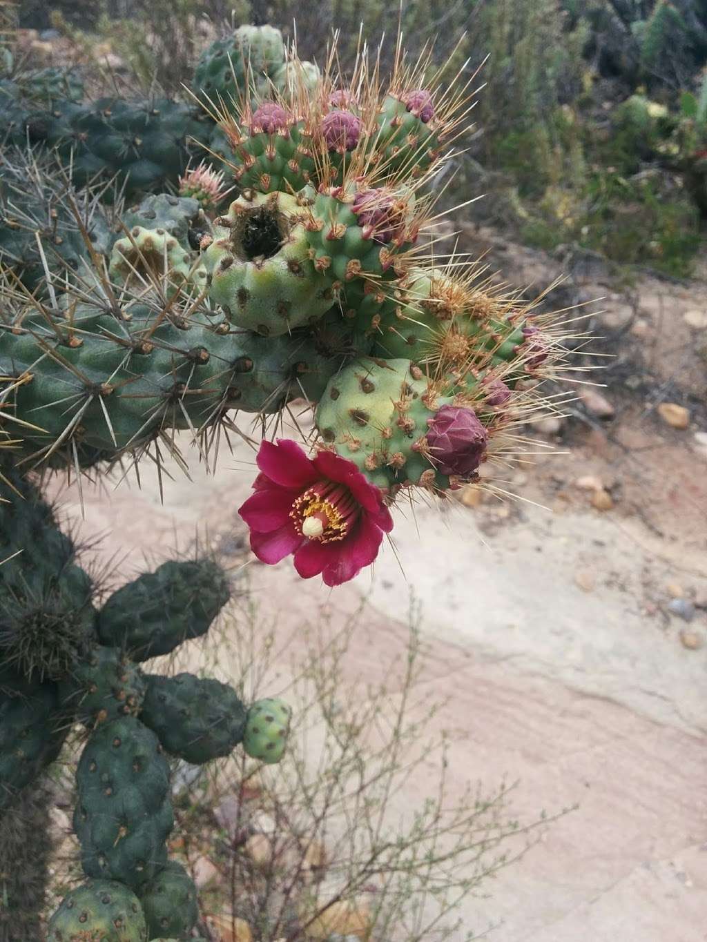 Laguna Coast Wilderness Park Nix Nature Center | 18751 Laguna Canyon Rd, Laguna Beach, CA 92651 | Phone: (949) 923-2235