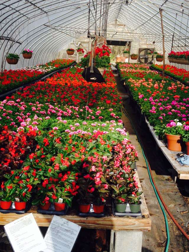 Shuarts Greenhouses | 75 Woodland Ave, Ramsey, NJ 07446, USA | Phone: (201) 825-1318