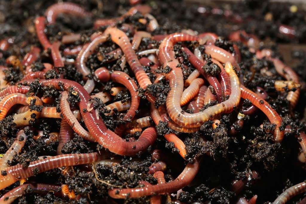 Pupus Worm Farm | 3421 Savage Ave, Pinole, CA 94564, USA | Phone: (707) 266-2664