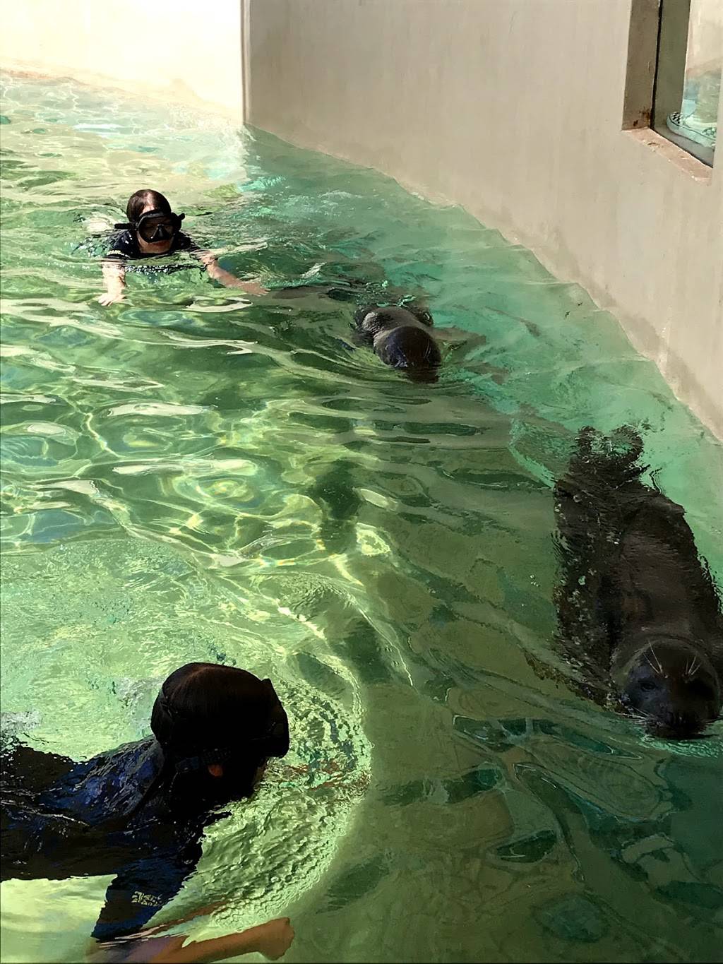 Sea Lion and Seal Feeder Pool | Unnamed Road, Key Biscayne, FL 33149, USA