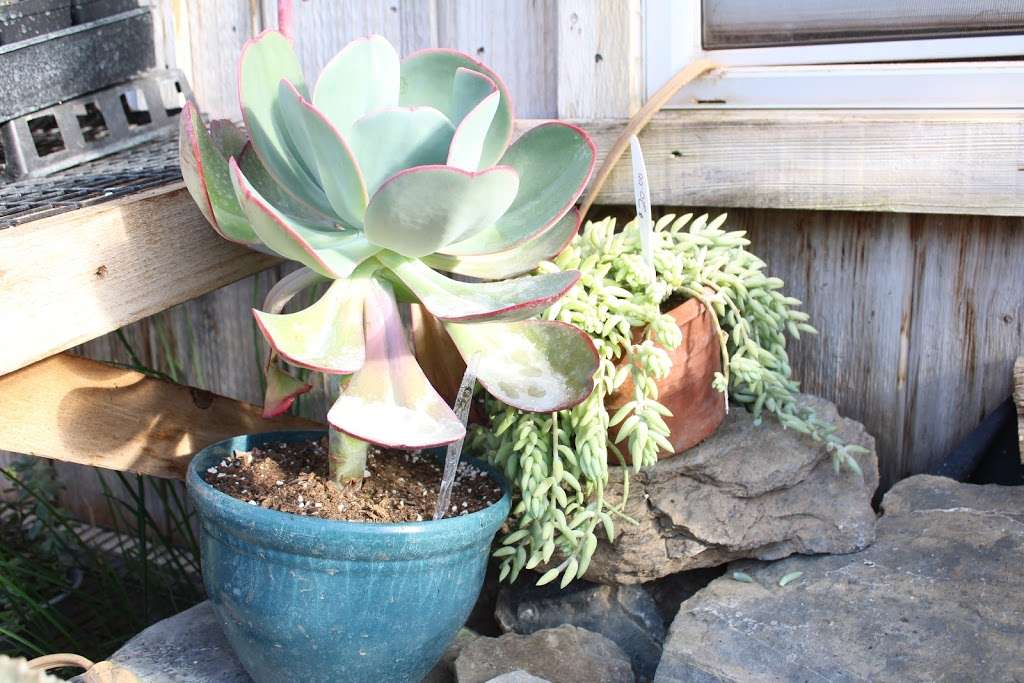 M & M Succulents & Barnwood Furniture | 295 Mill Rd, Ephrata, PA 17522, United States | Phone: (717) 445-5203