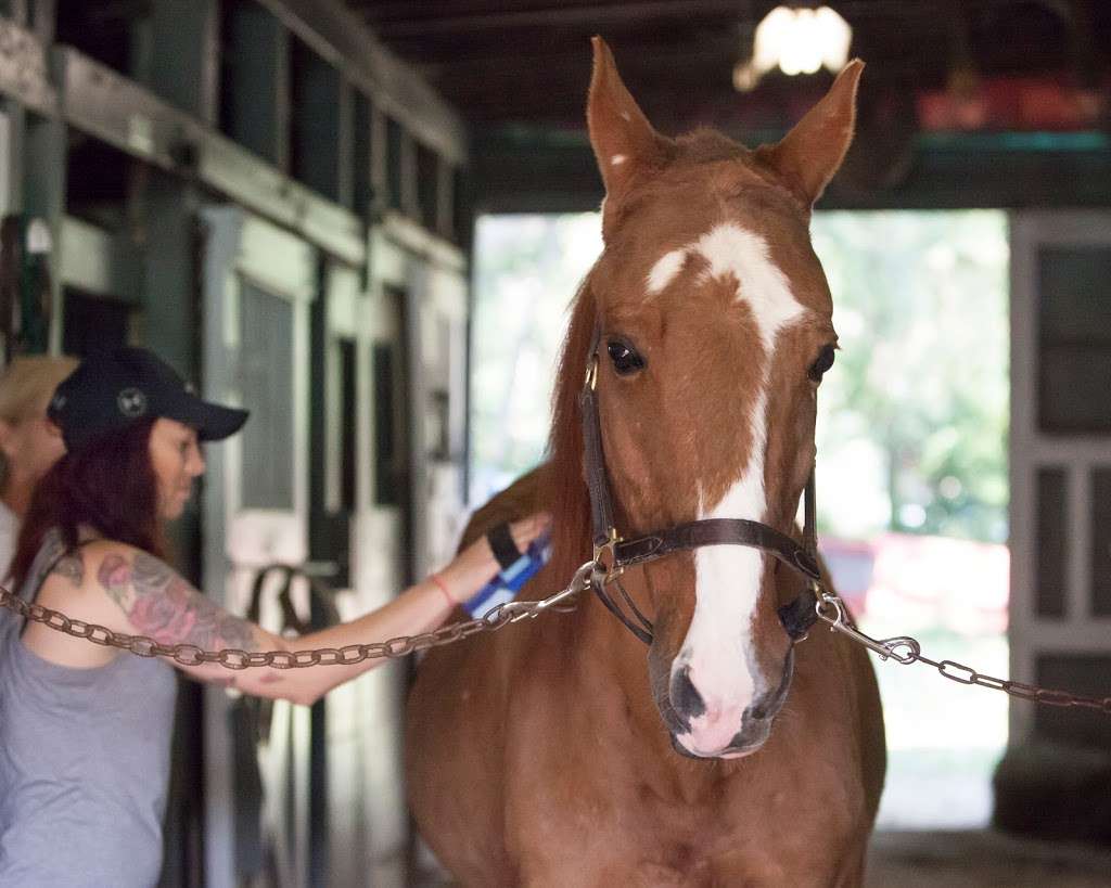 New Beginnings Therapeutic Riding Foundation NFP | 10101 S Kean Ave, Palos Hills, IL 60465, USA | Phone: (708) 598-7718