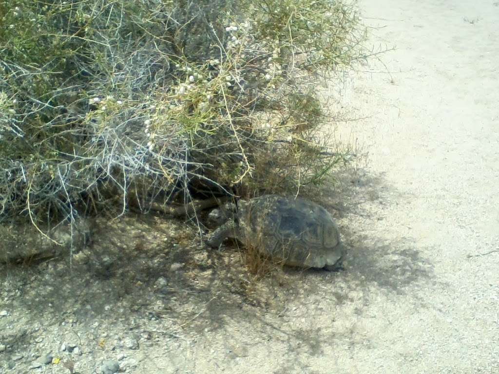 Desert Tortoise Natural Area | California City, CA 93505, USA | Phone: (951) 683-3872