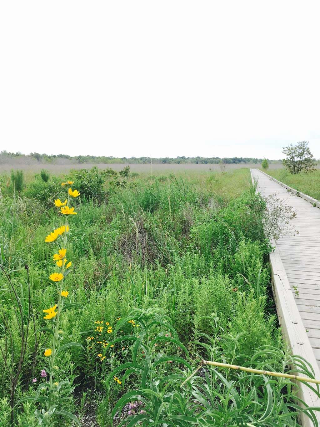 Butterfly Garden, El Franco Lee Park | Unnamed Road, Pearland, TX 77581, USA