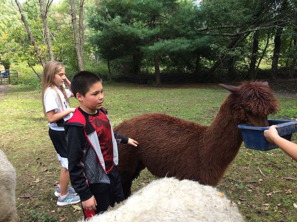 Nashaway Trail Alpacas | 201 Maple St, Stow, MA 01775, USA