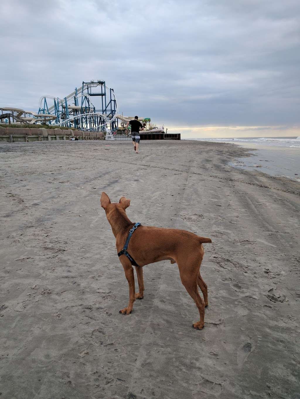 North Wildwood Dog Beach | 2401-2499 Boardwalk, North Wildwood, NJ 08260, USA