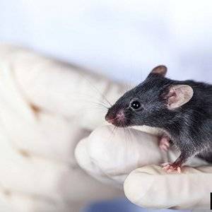 Big Ridge Rodent Control | 7060 W Garden Grove Blvd, Westminster, CA 92683, USA | Phone: (714) 266-3393