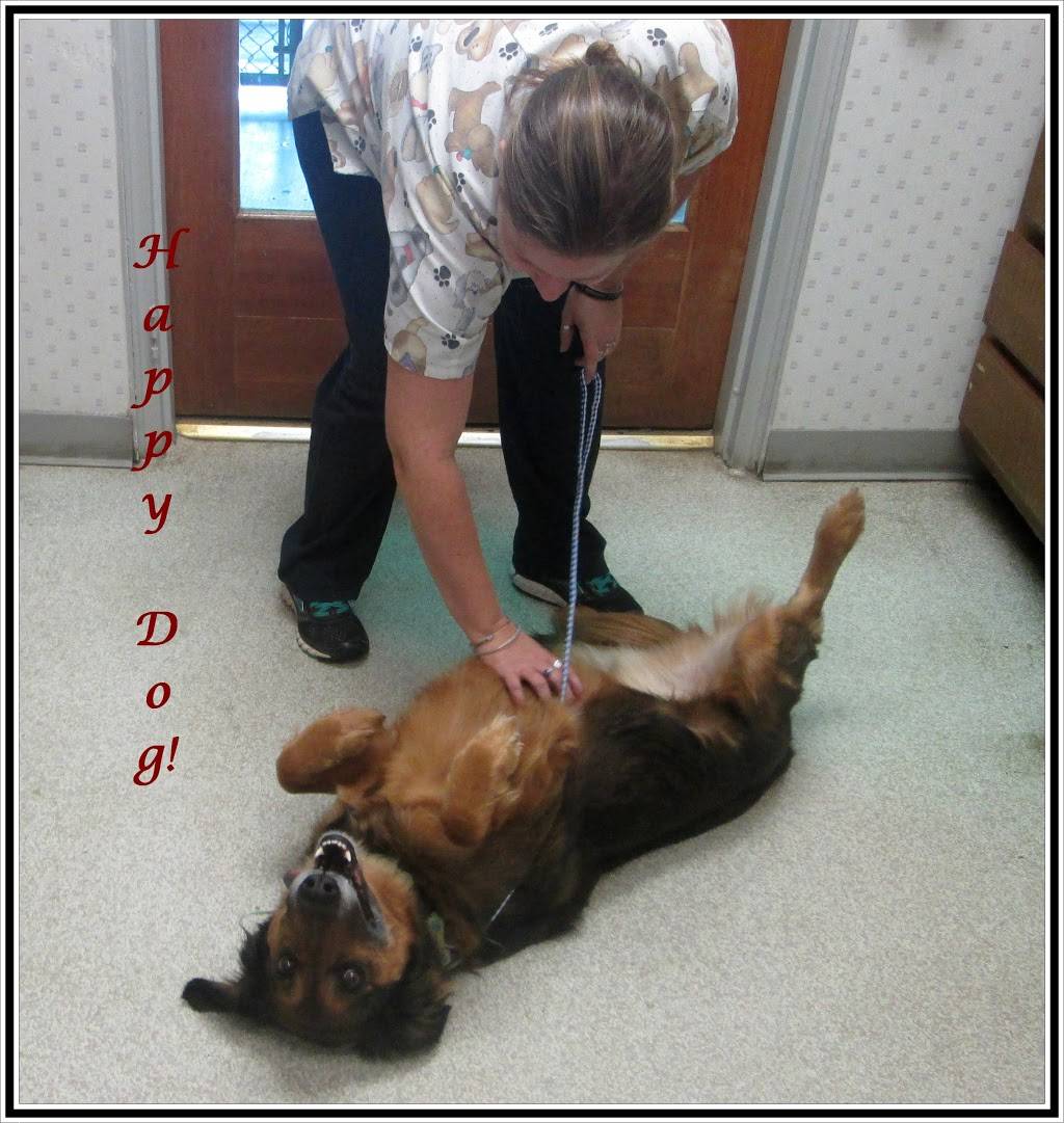 Winston Veterinary Hospital | 5400 Indiana Ave, Winston-Salem, NC 27106, USA | Phone: (336) 767-2193