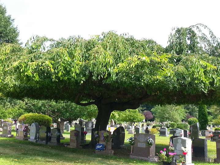 St. Joseph Cemetery | 96 Riverneck Rd, Chelmsford, MA 01824, USA | Phone: (978) 458-4851