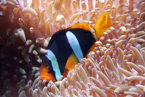 Aquatic Care | 17 Harmonds Wood Cl, Broxbourne EN10 7FE, UK | Phone: 01992 443940