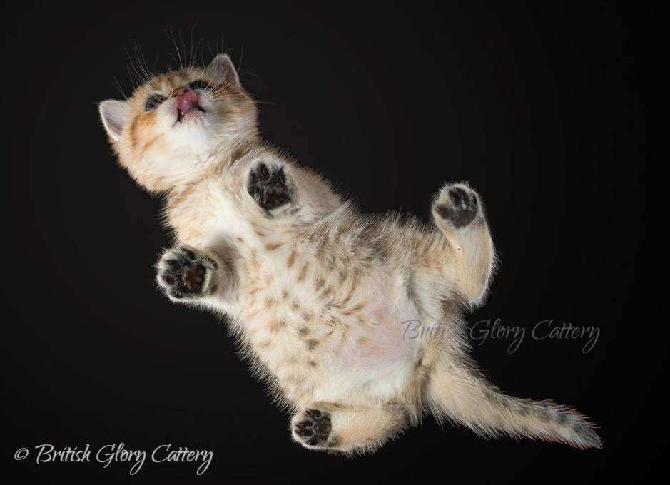 British Glory Cattery | 13907 Fair Glade Ct, Cypress, TX 77429, USA | Phone: (215) 966-9718