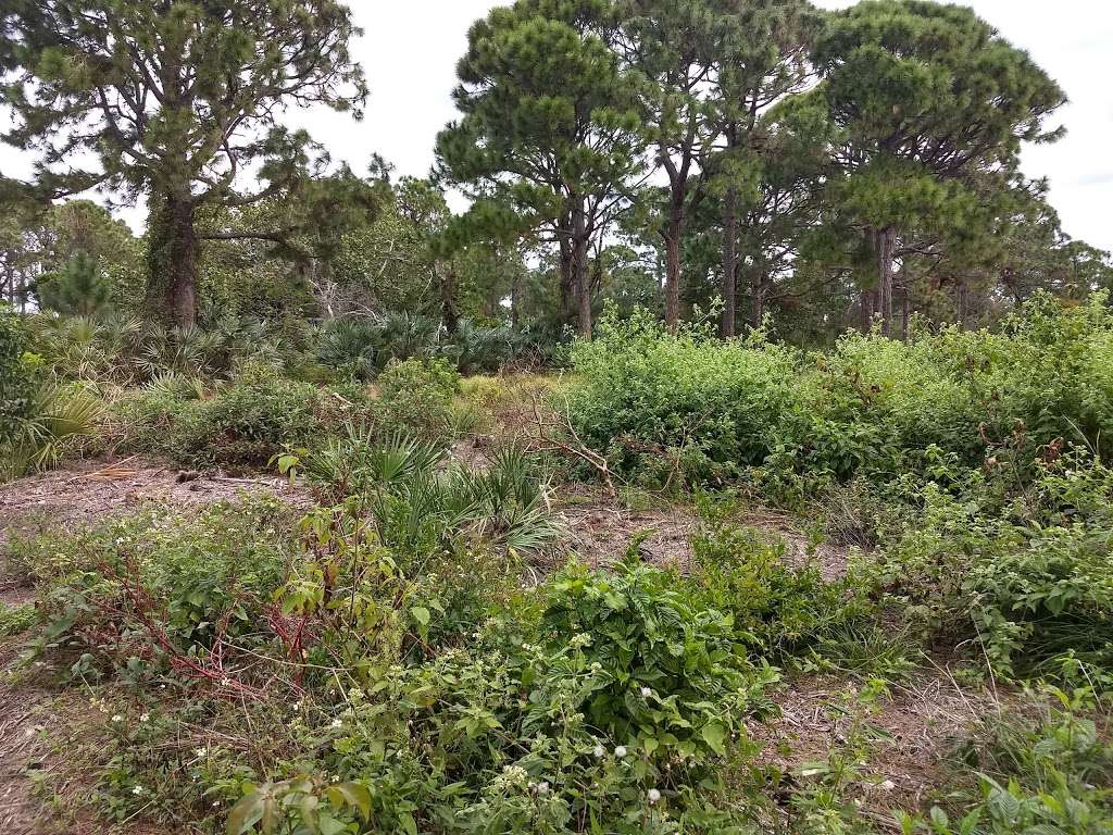 Seacrest Scrub Natural Area | 3400 S Seacrest Blvd, Boynton Beach, FL 33435, USA | Phone: (561) 233-2400