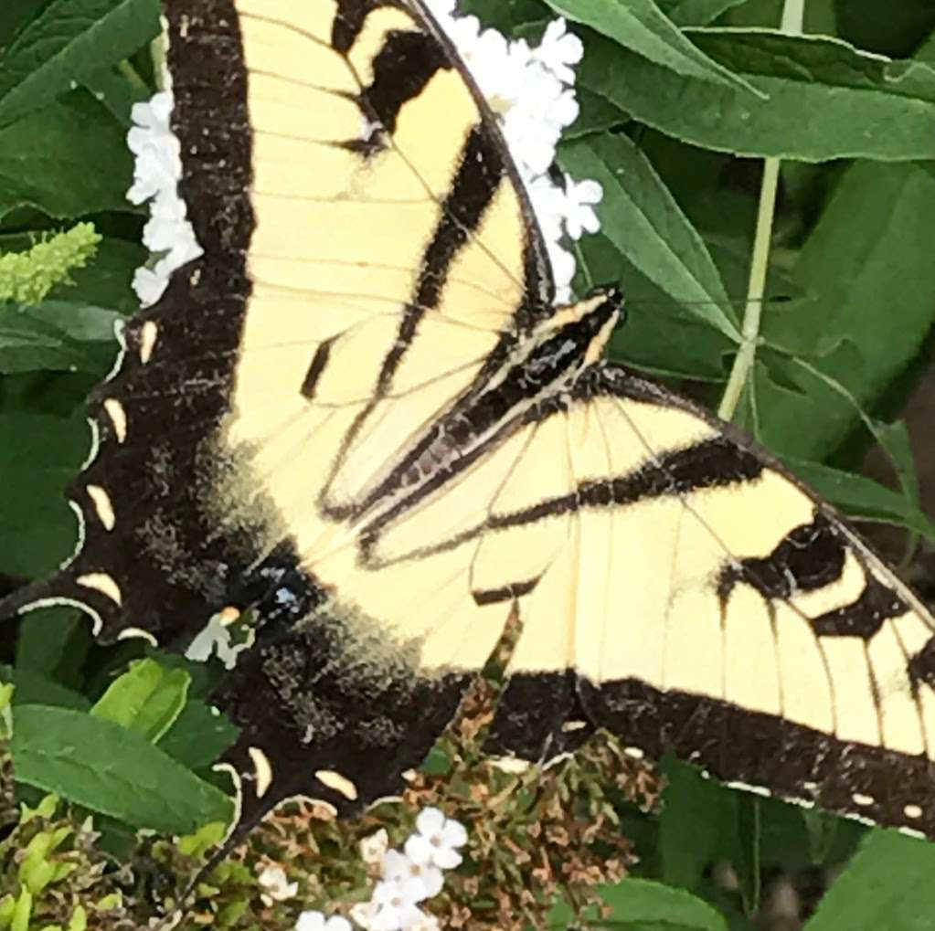 Thomasons Olde Thyme Herb Farm and Gift Shop | 170 Stoney Point Rd, East Berlin, PA 17316, USA | Phone: (717) 624-1527