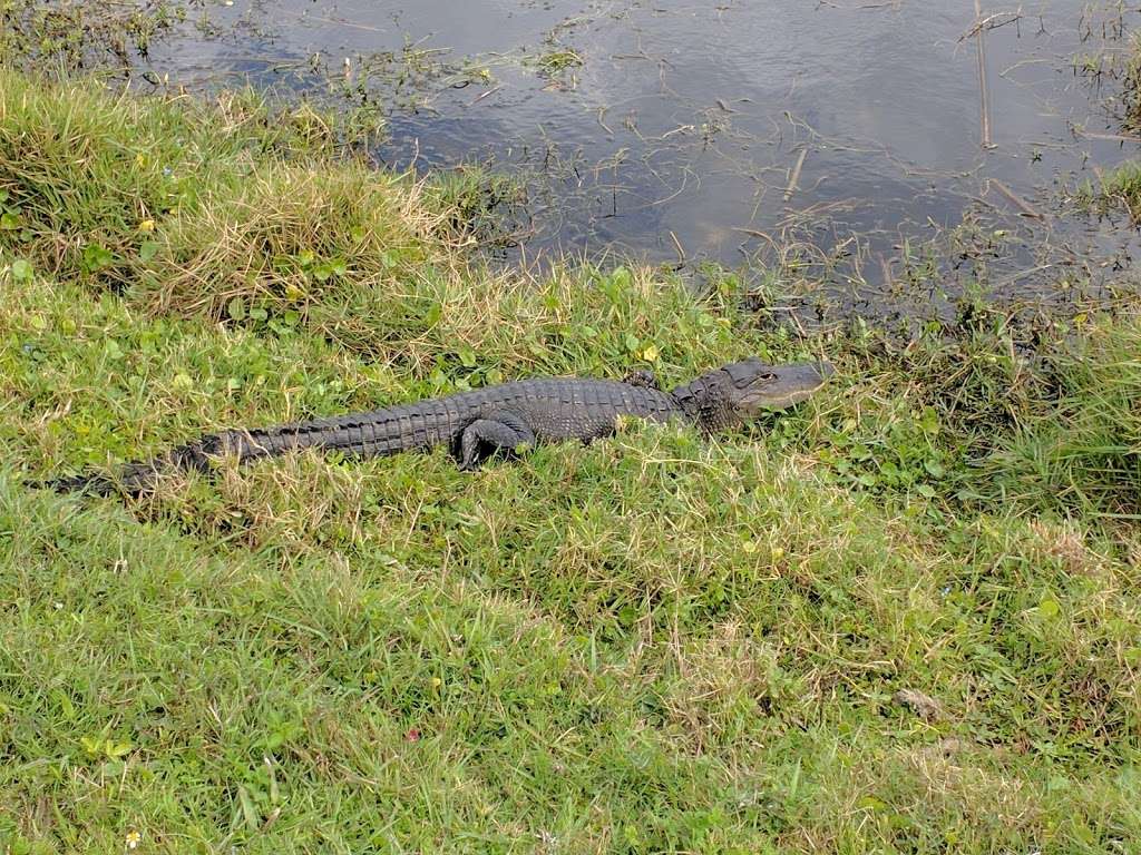 Ritch Grissom Memorial Wetlands | 3658 Charlie Corbeil Way, Viera, FL 32940, USA | Phone: (321) 637-5521