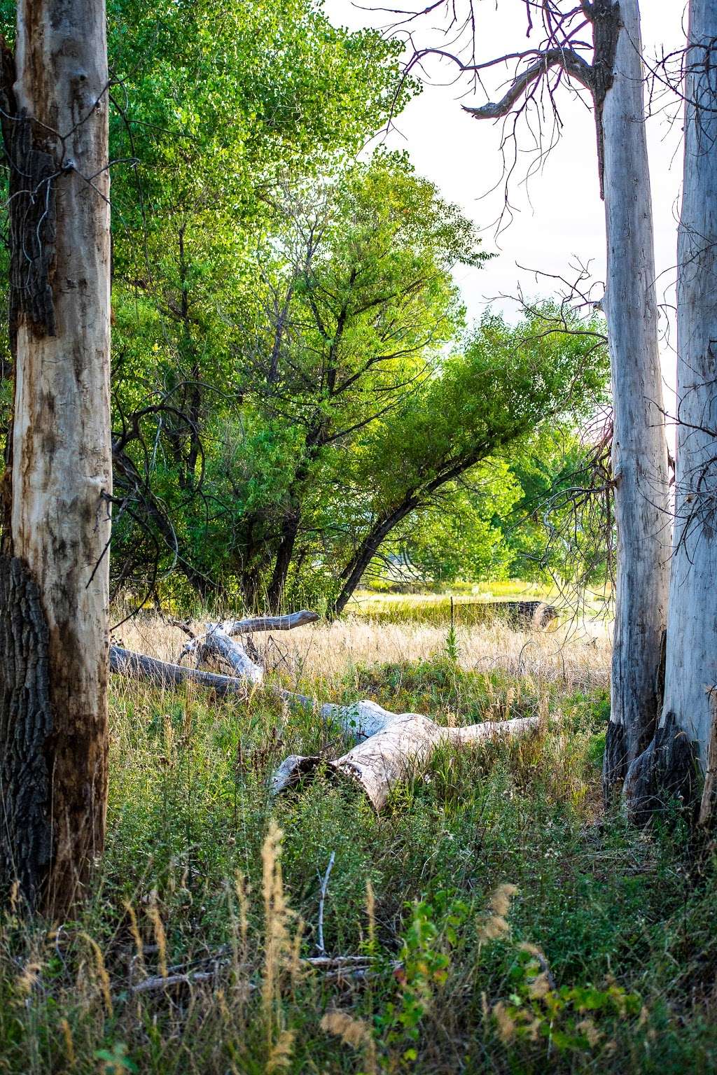 First Creek Den Open Space | 5600-5898 Buckley Rd, Denver, CO 80239