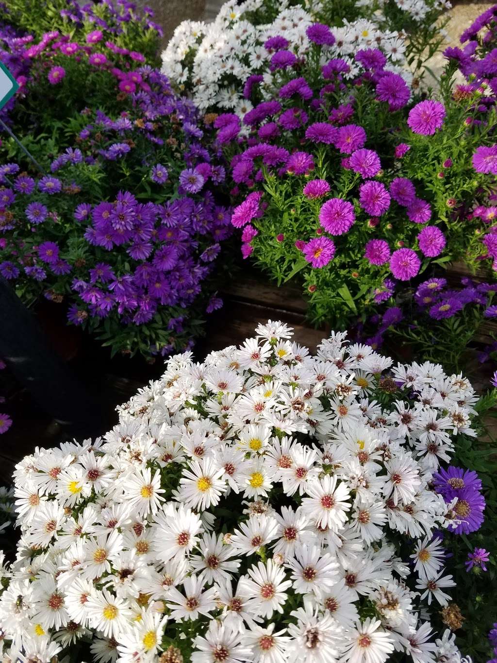 Winding Creek Nursery & Garden Center | 8241 Millbrook Rd, Millbrook, IL 60536, USA | Phone: (630) 553-7211