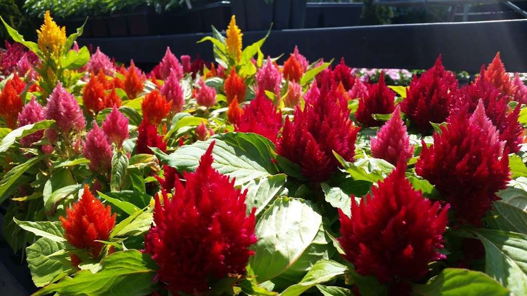 Southern Roots Garden Center | 505 Belmont Mt Holly Rd, Belmont, NC 28012, USA | Phone: (704) 827-0446
