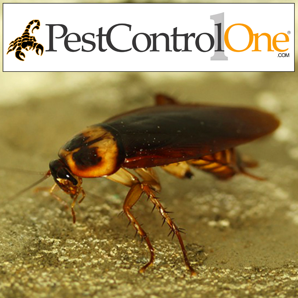 Pest Control One | 6501 W Frye Rd Suite 24, Chandler, AZ 85226, USA | Phone: (480) 940-7378