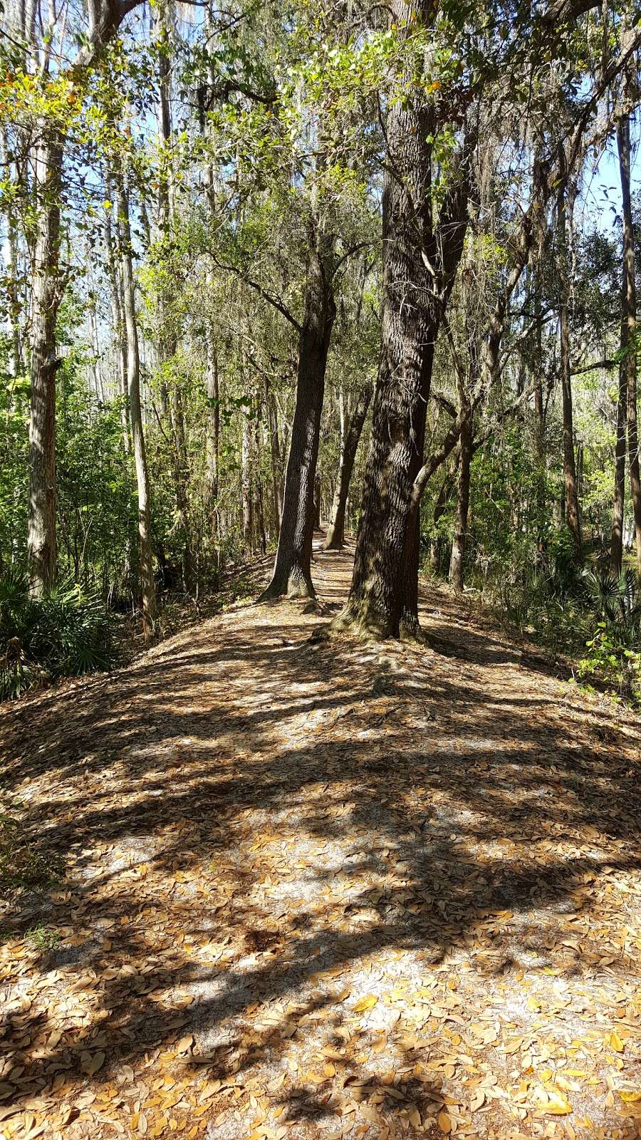 Shingle Creek Trail: Pine Island East Loop | Orlando, FL 32837