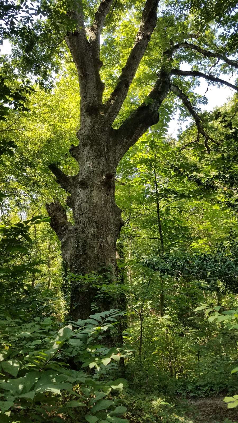 Woodbury Creek Park | Wood St, Woodbury, NJ 08096