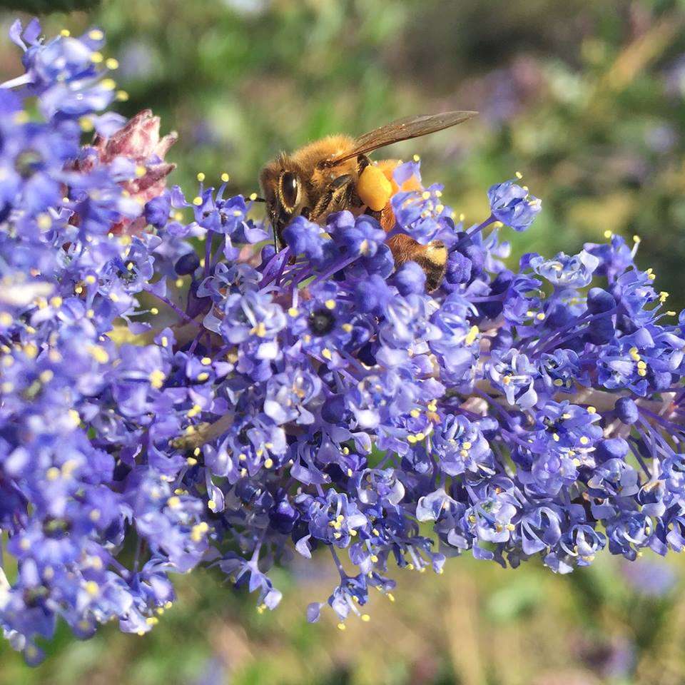 Primrose Way Pollinator Garden | 11-19 Primrose Way, Palo Alto, CA 94303, USA