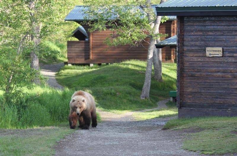 Katmailand National Park (Tour Agency) | 4125 Aircraft Dr, Anchorage, AK 99502, USA | Phone: (800) 544-0551