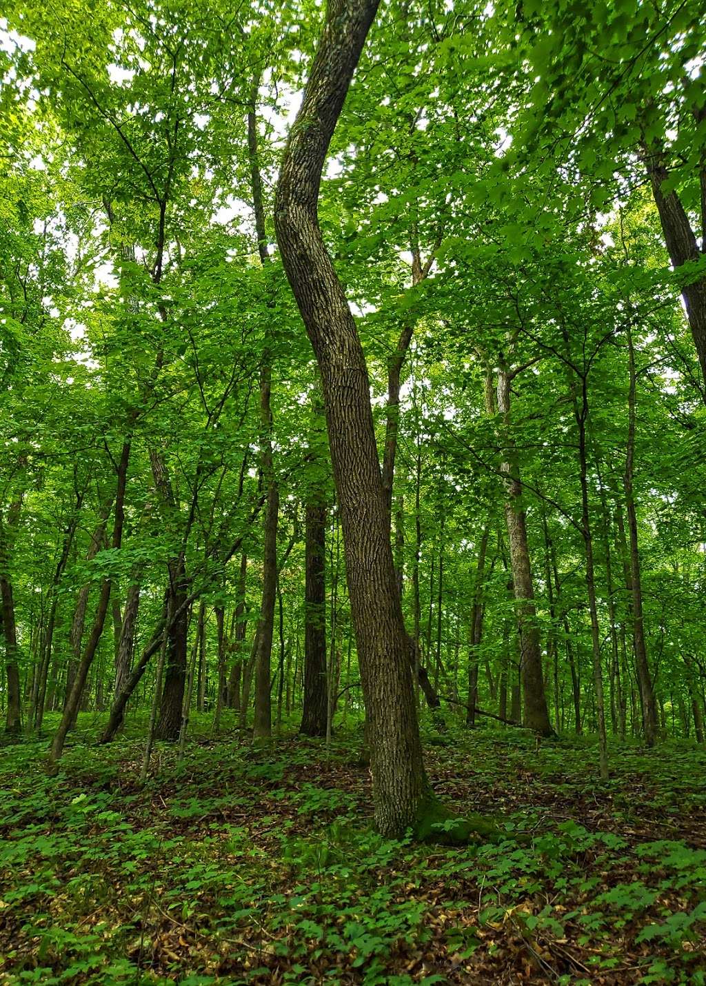 Texas Island Woods State Natural Area | Froelich Rd, Helenville, WI 53137, USA | Phone: (888) 936-7463