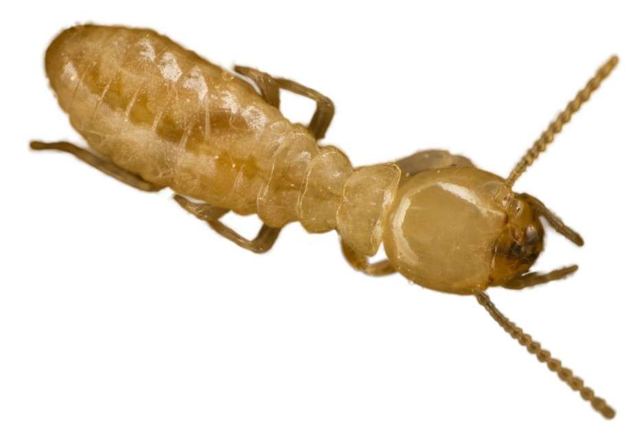 Nu Way Pest Control | 7126 Eckhert Rd Ste 1, San Antonio, TX 78238, USA | Phone: (210) 520-0500