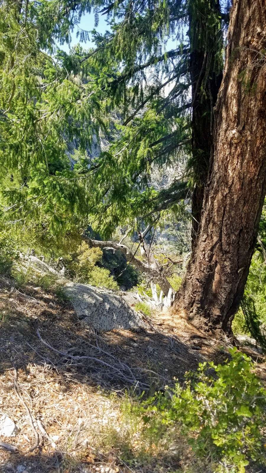 Rim Trailhead | Rim Trail, Mt Wilson, CA, USA