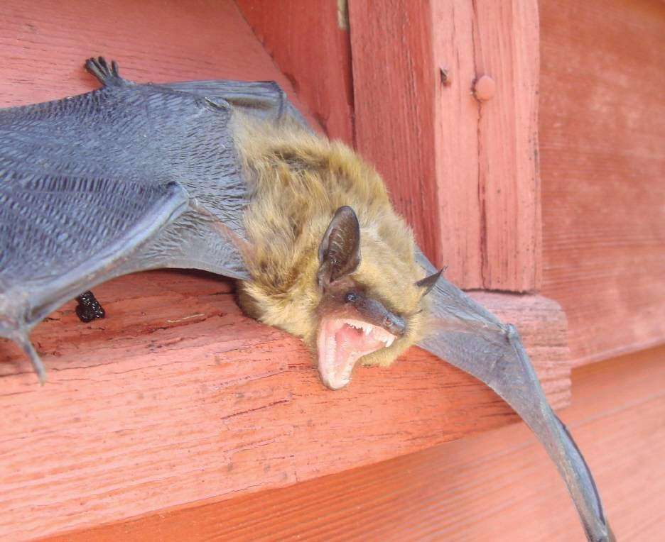 BatGuys Animal Removal | 11 Kingman Rd, Lower Allston, MA 02456, USA | Phone: (781) 974-4686