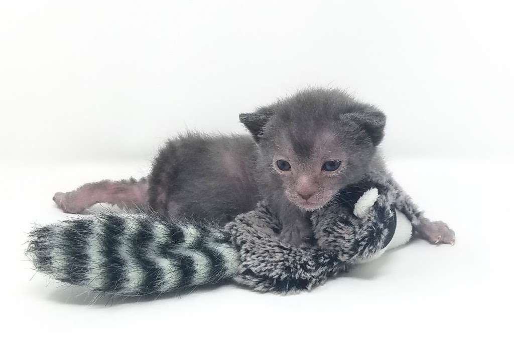 Faolan Lykoi | Cty CI &, County Rd E, Palmyra, WI 53156, USA