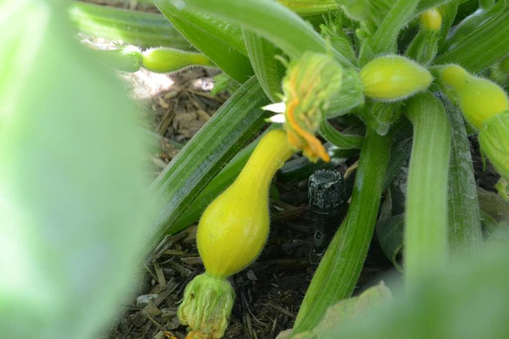 unruly tuber home gardening classes | 17200 High Country Cir, Perris, CA 92570, USA | Phone: (951) 852-5032