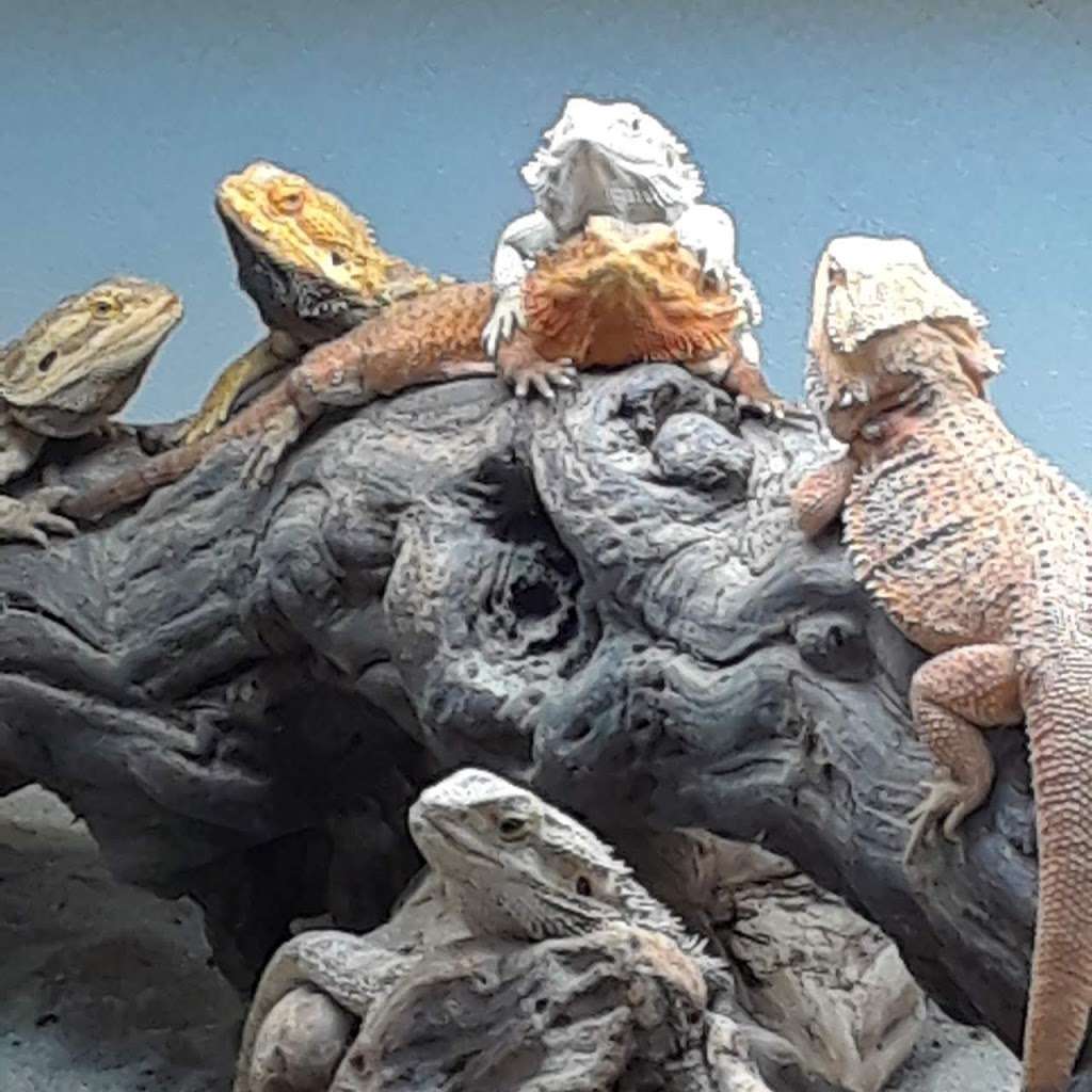 The Reptile Zoo | 18818 Brookhurst St, Fountain Valley, CA 92708, USA | Phone: (714) 500-0591