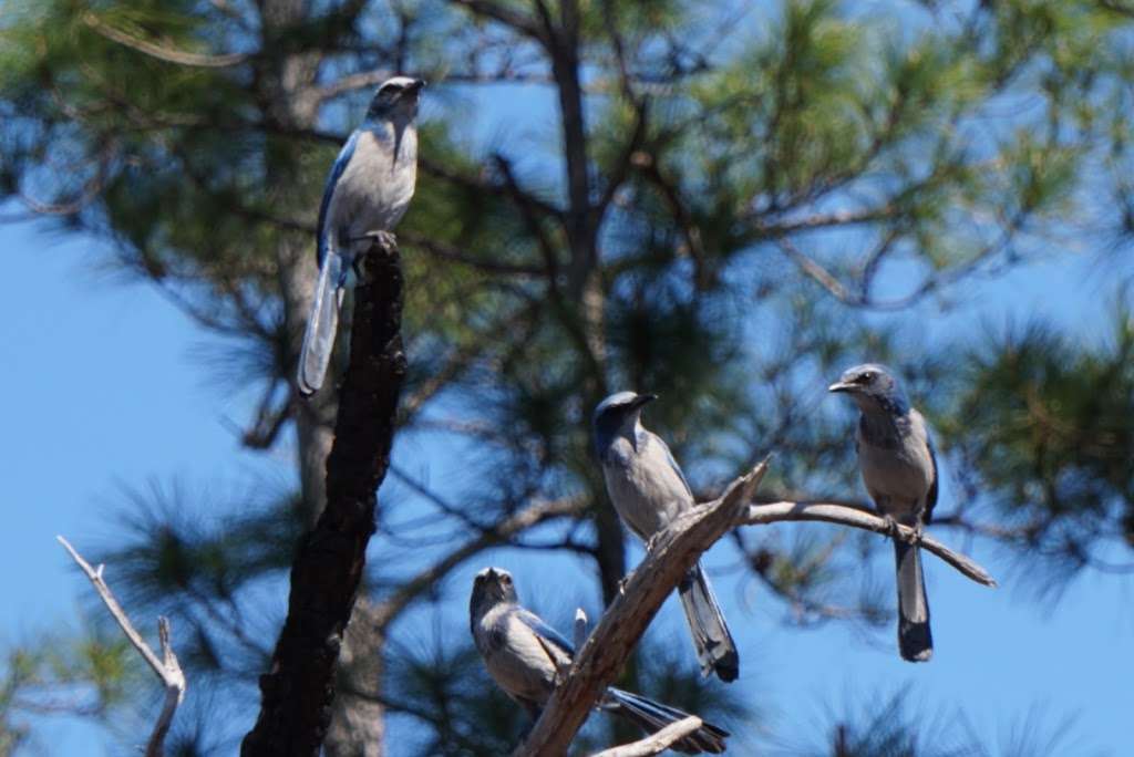 Pats Island Trailhead | F R 51, Fort McCoy, FL 32134, USA