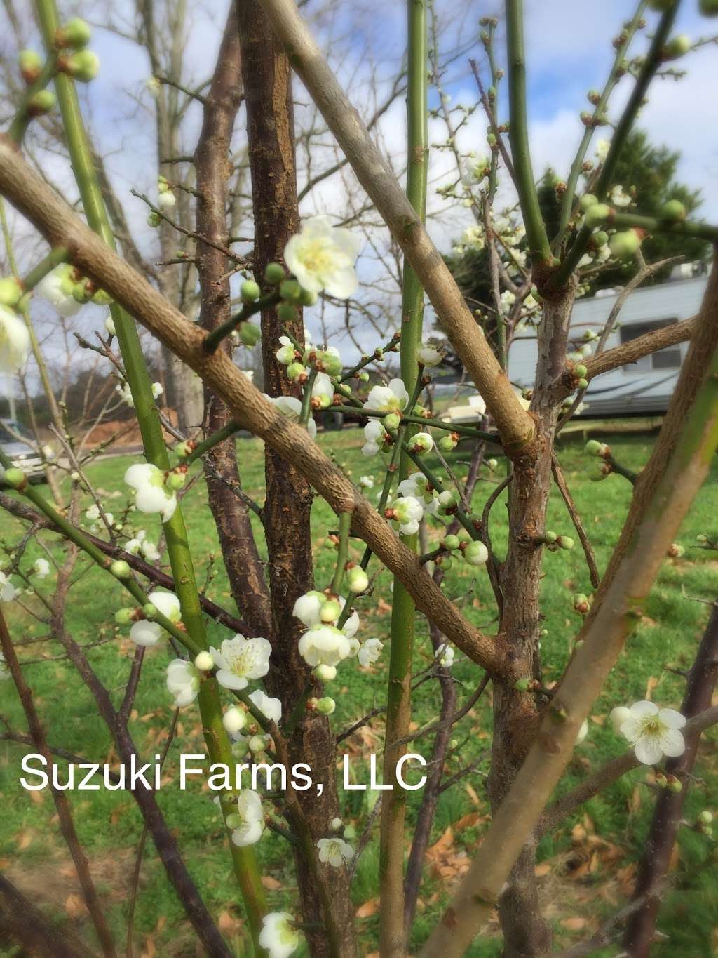 Suzuki Farms LLC. | 38108 Contentment Ln, Delmar, DE 19940 | Phone: (443) 783-0162