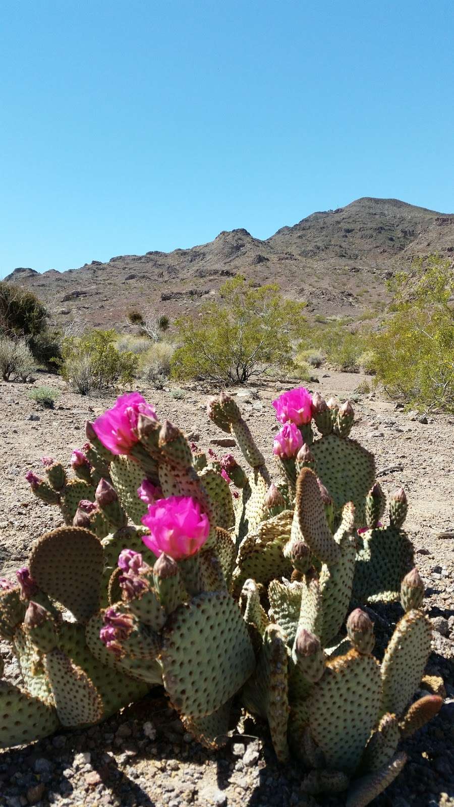 McCullough Hills Trailhead | 295 E Mission Dr, Henderson, NV 89002, USA | Phone: (702) 267-4050