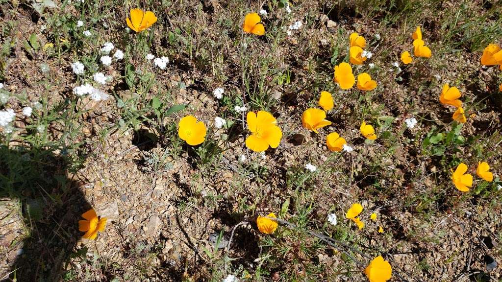 Wildflower Viewing Area | I-15, Lake Elsinore, CA 92532, United States