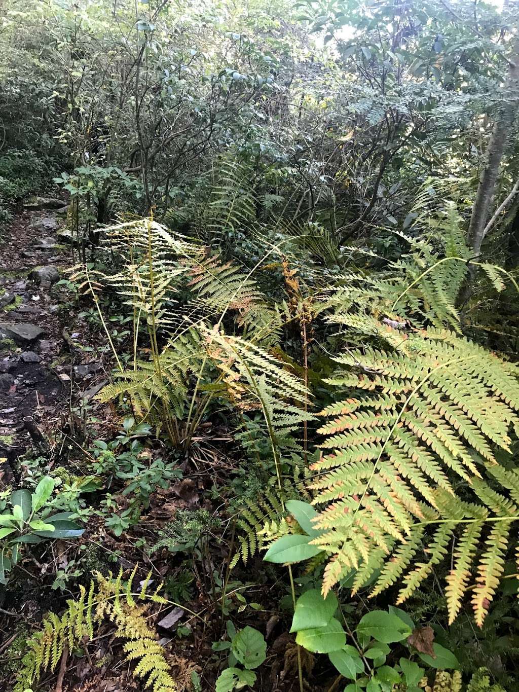 Rattlesnake Trail | Blairstown, NJ 07825, USA