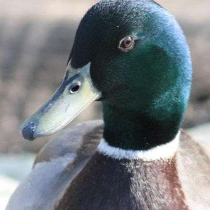 Carolina Waterfowl Rescue | 5403 Poplin Road, Indian Trail, NC 28079, USA | Phone: (704) 668-9486