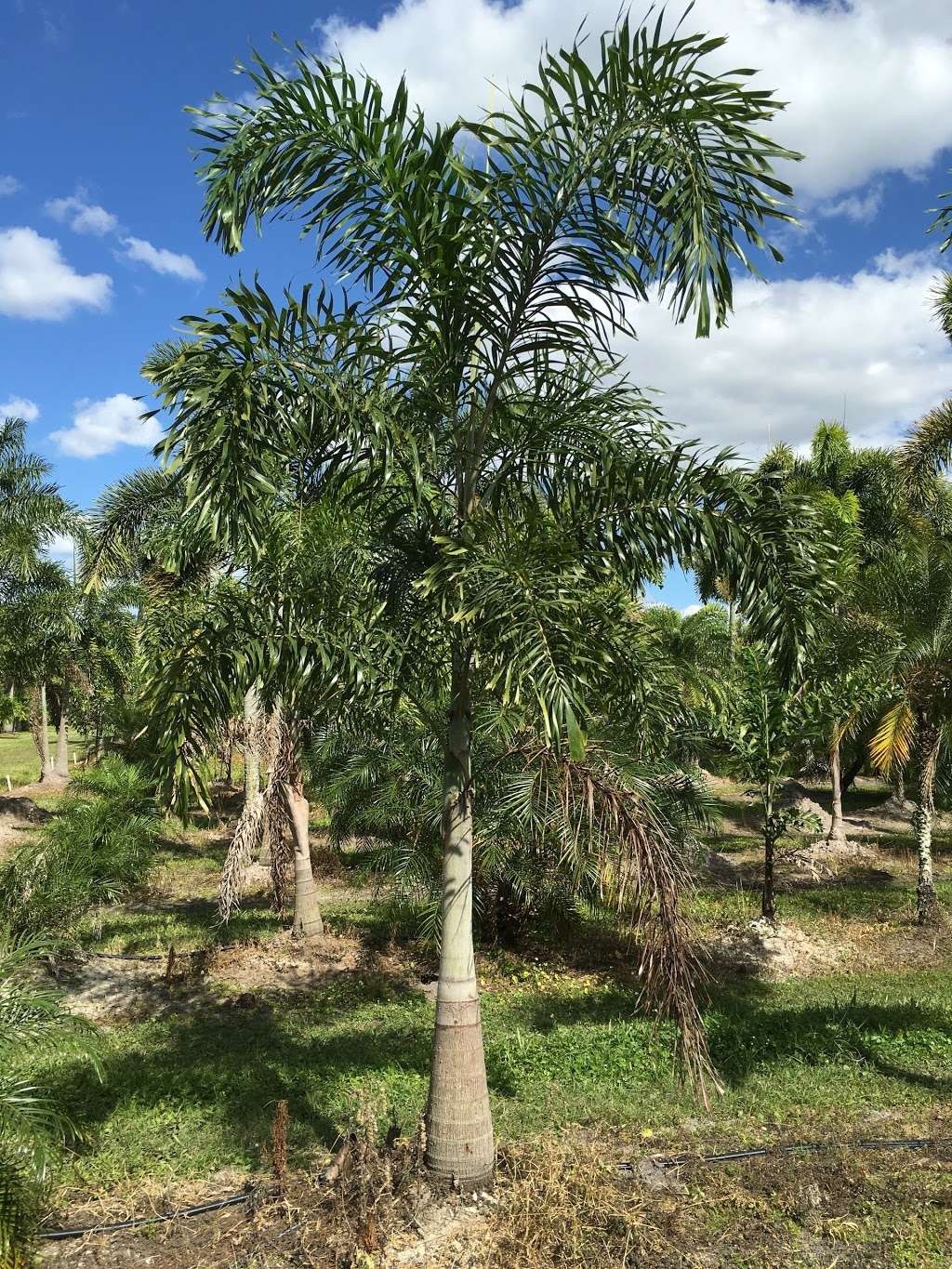 D & G Palm Tree Farm | 10355 100th St S, Boynton Beach, FL 33472 | Phone: (561) 441-2126