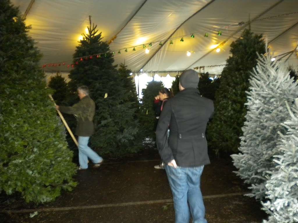 Valley View Christmas Trees | 1998-1984 E Guadalupe Rd, Tempe, AZ 85283, USA | Phone: (480) 318-7960
